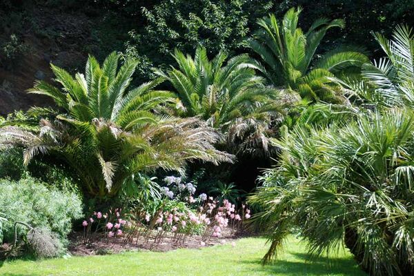 Jardin du Conservatoire botanique national de Brest