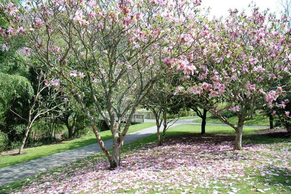 Jardin du Conservatoire botanique national de Brest