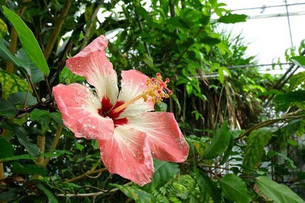 Jardin du Conservatoire botanique national de Brest