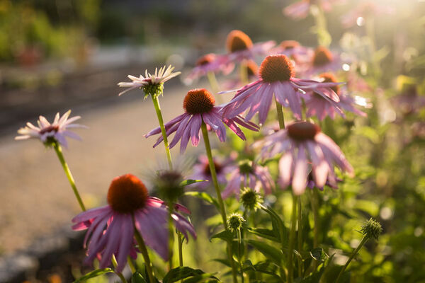 Jardin botanique Yves Rocher