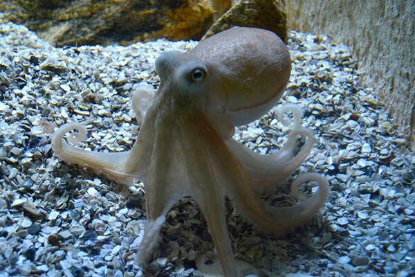L'Aquarium de Vannes