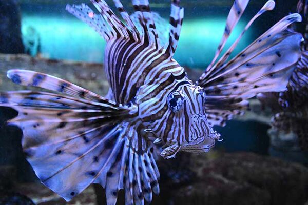 L'Aquarium de Vannes