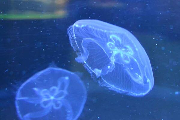 L'Aquarium de Vannes