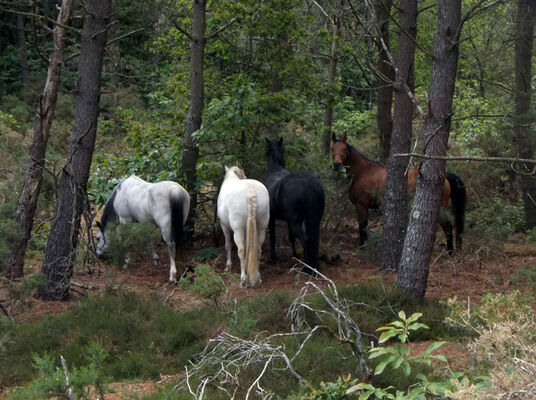 Lung Ta chevaux en liberté - Sérent