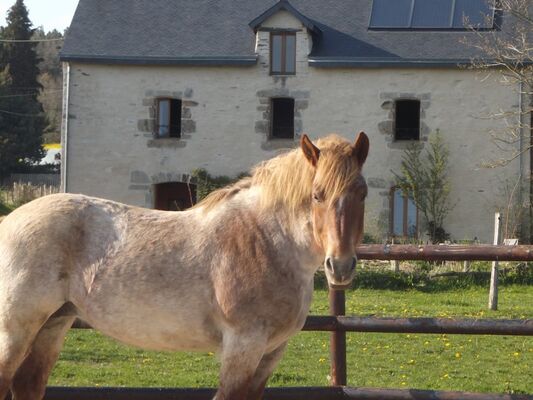 La claie des landes cheval - Sérent - Morbihan - Bretagne