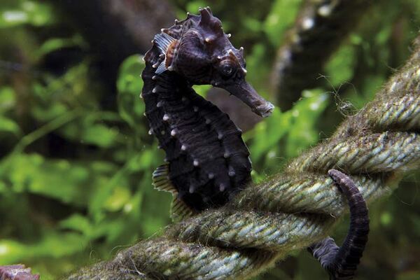 Le Grand Aquarium de Saint-Malo