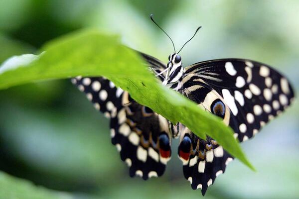 Le Jardin aux Papillons