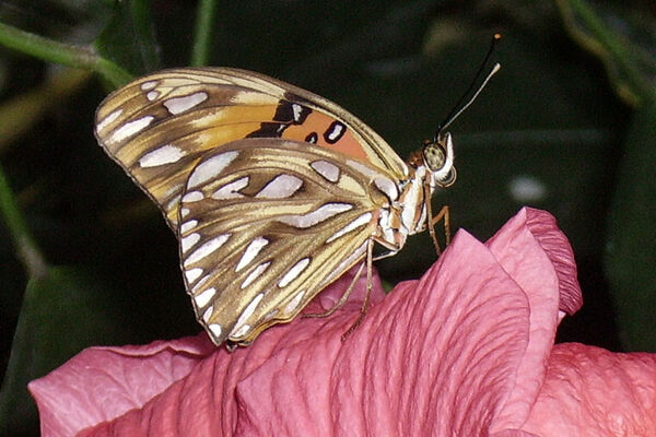 Le Jardin aux papillons