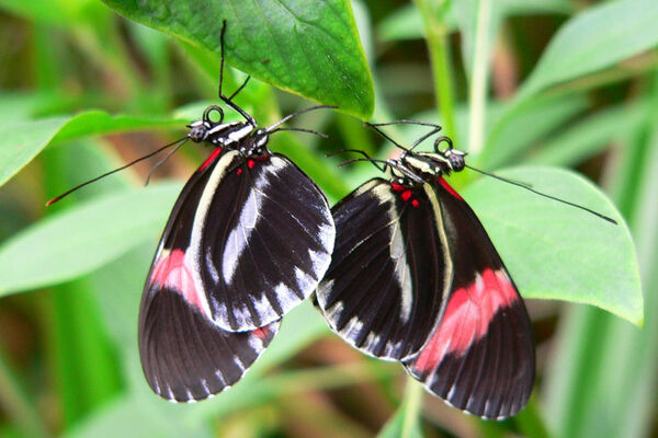 Le Jardin aux papillons