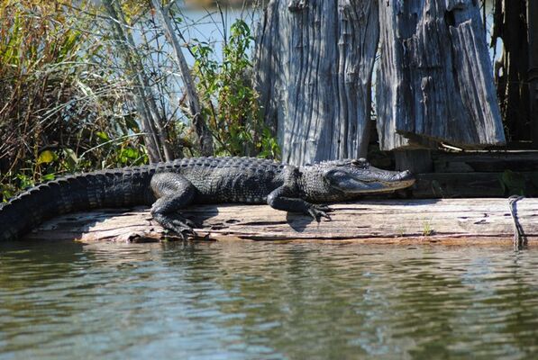 Louisiane