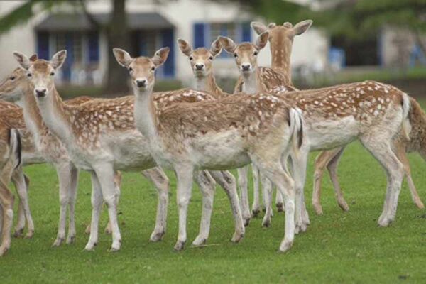 Parc Animalier du Quinquis