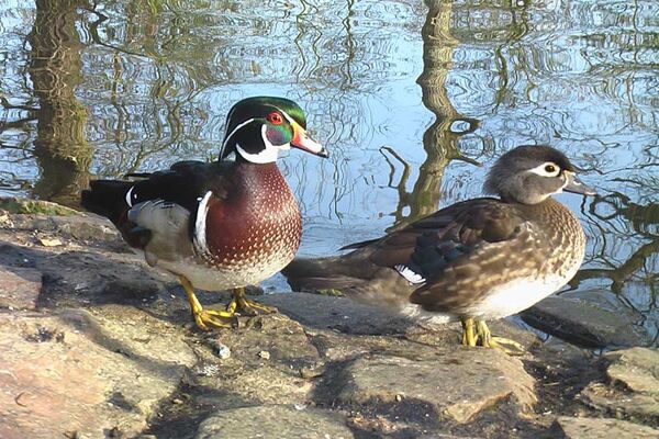 Parc Ornithologique de Bretagne