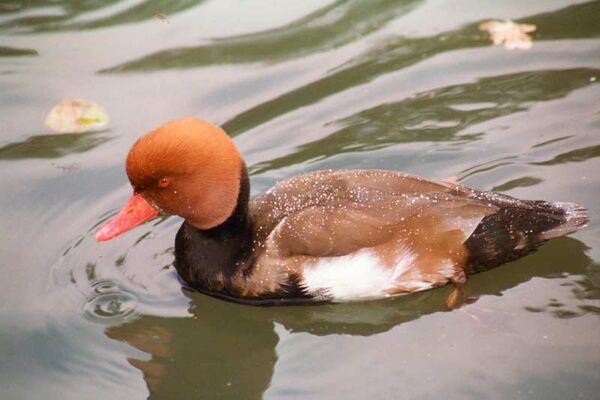 Parc Ornithologique de Bretagne