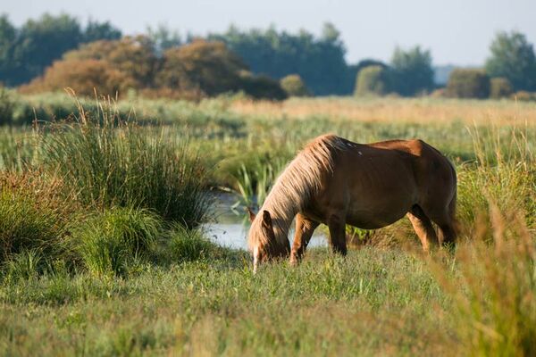 Parc naturel régional de Brière