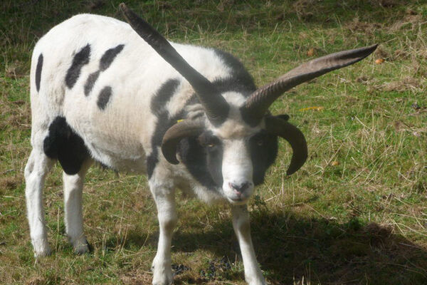 Parc Animalier du Quinquis