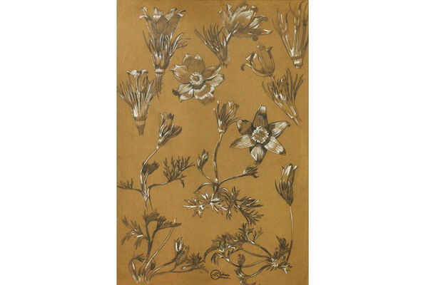 Mathurin Méheut, Anémone pulsatille, collection M. et Mme Bouard