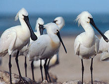 oiseaux rivière