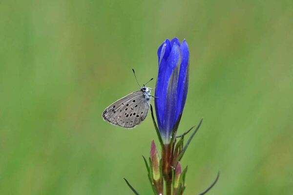 Réserve naturelle régionale des Landes