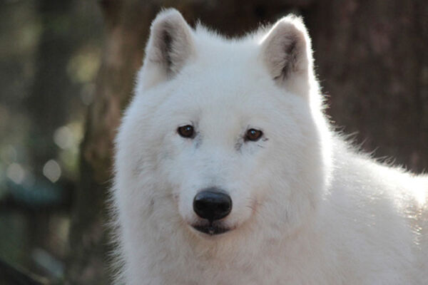 Les loups de Coat Fur