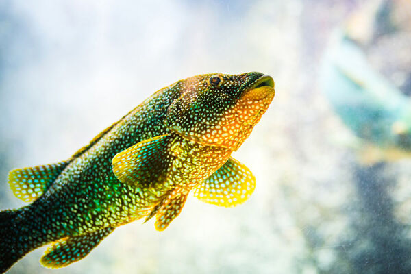Aquarium Marin de Trégastel
