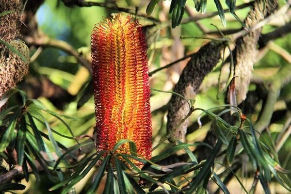 Jardin Exotique de Roscoff
