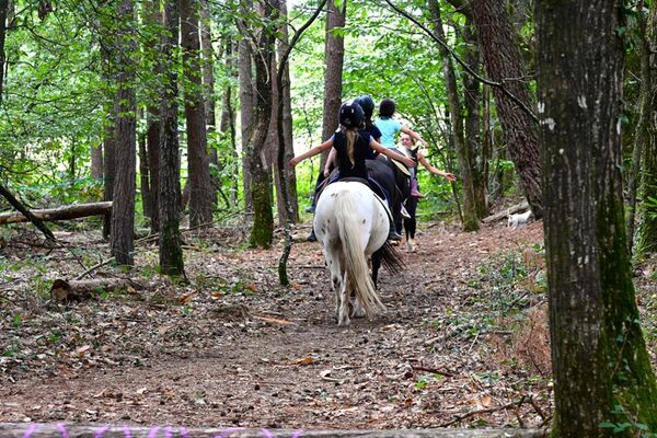 Cheval Brocéliande - Tréhorenteuc - Brocéliande