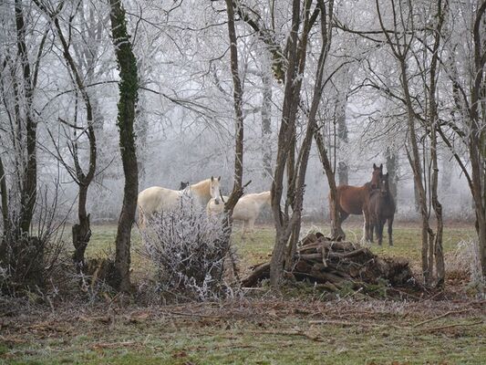 Cheval Brocéliande - Tréhorenteuc - Brocéliande