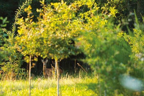La Grée des Landes