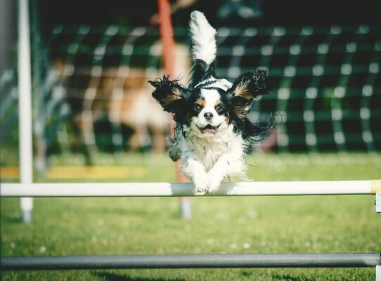 concours d'agility - Ploërmel - Brocéliande - Bretagne