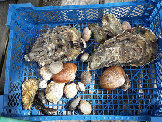 coquillages-viviers-la-foret-fouesnant