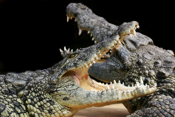 Alligator Bay