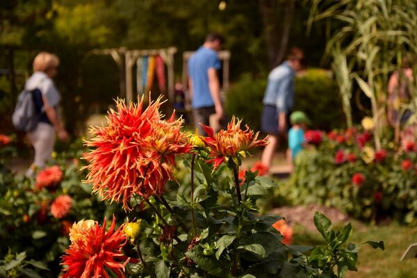 dahlias_jardinsdebroceliande_brealsousmontfort