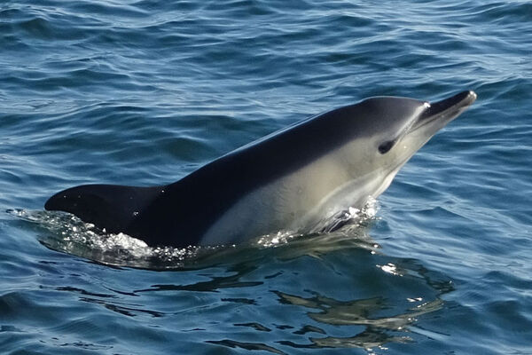 Dauphin commun