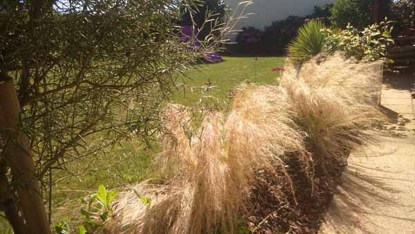 jardin 3