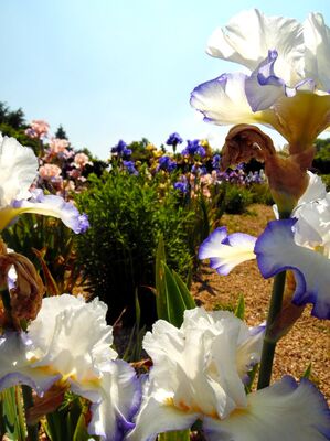 jardinsbroceliande_collection_iris