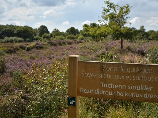 landes_lan_bern_glomel_reserve_DHervé
