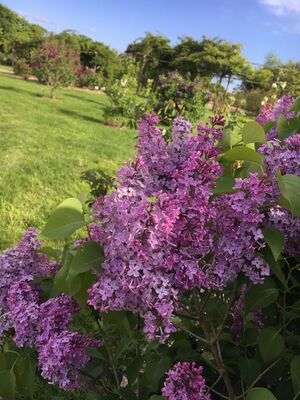 lilas_jardinsbroceliande_breal_estellegregoire