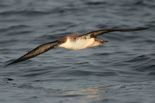 Puffin majeur
