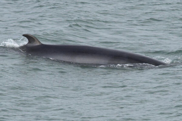 Petit rorqual