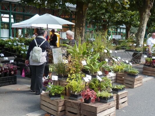 plantes en folie