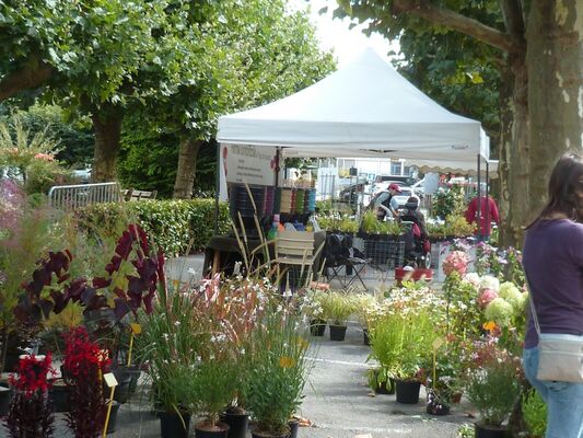 plantes en folie2