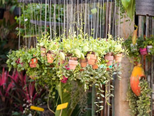 plantesgrainesplantation-6
