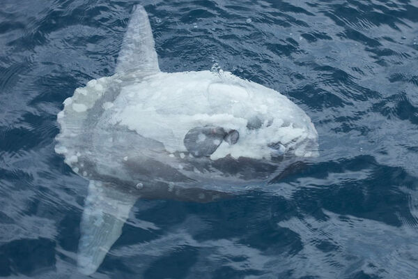 Poisson lune