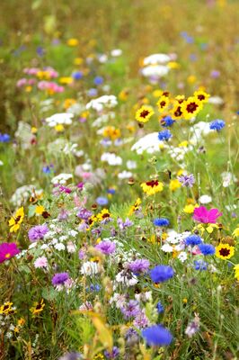prairiefleuri_jardinsbroceliande_breal_thomascrabot