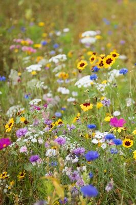 prairiefleuri_jardinsbroceliande_breal_thomascrabot
