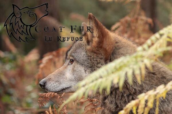 refuge des loups s 1