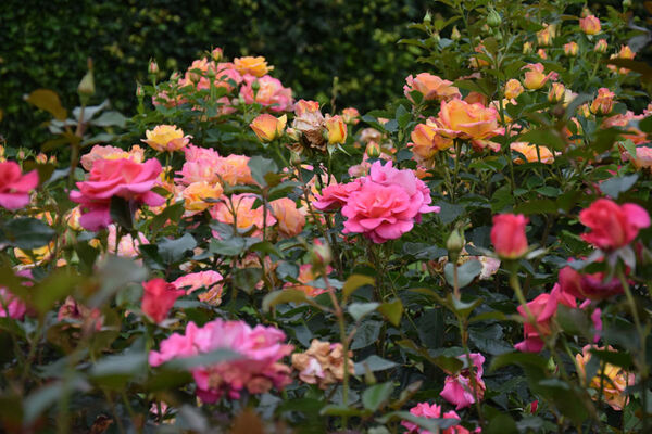 Les Jardins de Brocéliande