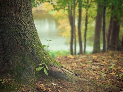 tree-trunk-569275-1920