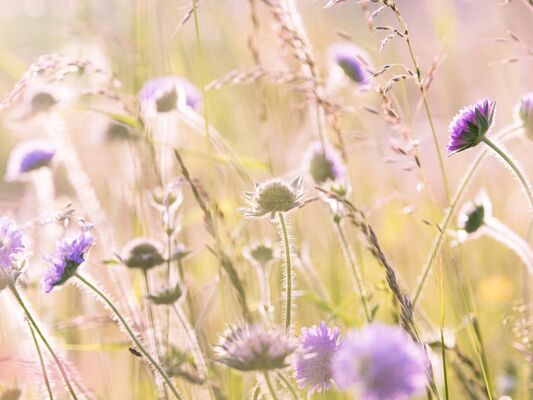 wildflowers-1406846-1920