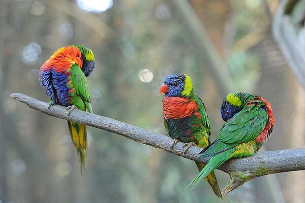 Tropical Parc